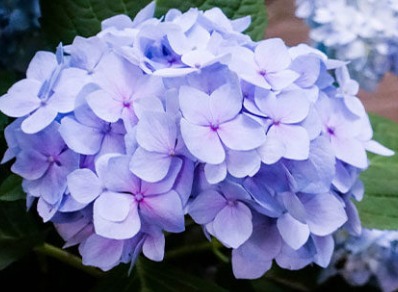 绣球花为什么又叫死人花