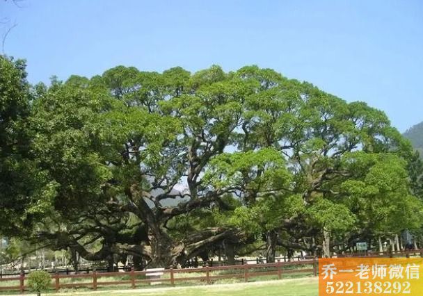 十二长生之戊己(十二长生之戊己)